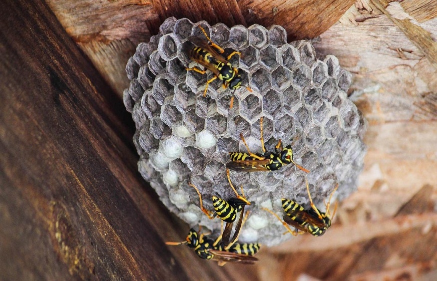 How to Protect Your Home from Wasps, Bees, and Flies throughout the Year