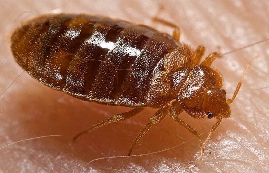 The Truth About Bed Bugs: Why They’re Hard to Eliminate and How to Fight Back