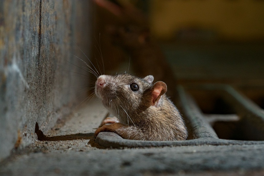 How Rats Adapt to Urban Environments