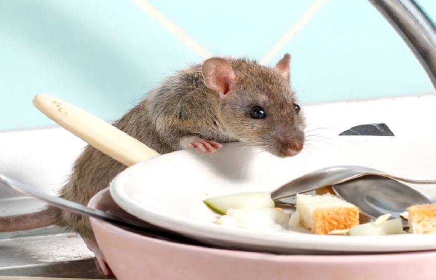 Effective Strategies for Mice and Rat Control: How to Handle Pests with Professional Help