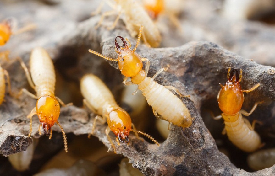 Understanding Termite Control: A Professional Guide to Protecting Your Property