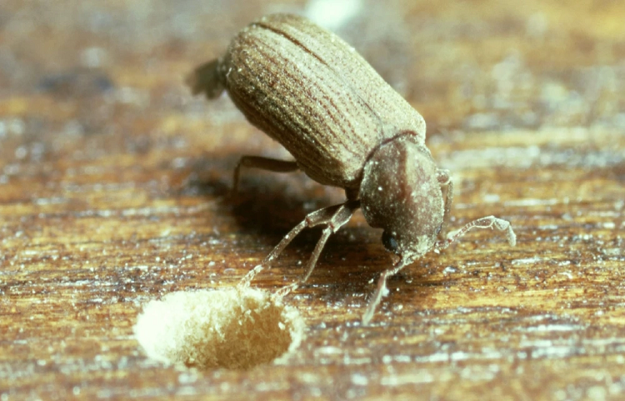 From Tailgates to Termites: How Food Waste Fuels Arlington’s Pest Problems