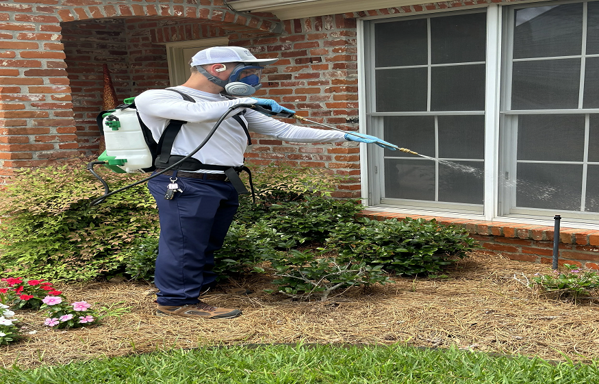 Carpenter Ant Risks in St. Louis Tudor-Style Houses