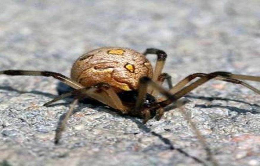 How To Keep Rock Squirrels From Digging Under Your Missouri Springs Foundation?